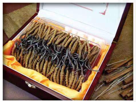 平度冬虫夏草回收